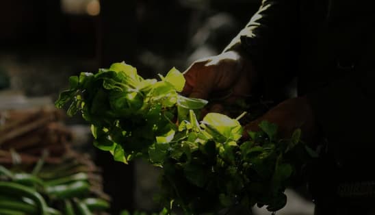 Sustainable Agriculture & Forestry